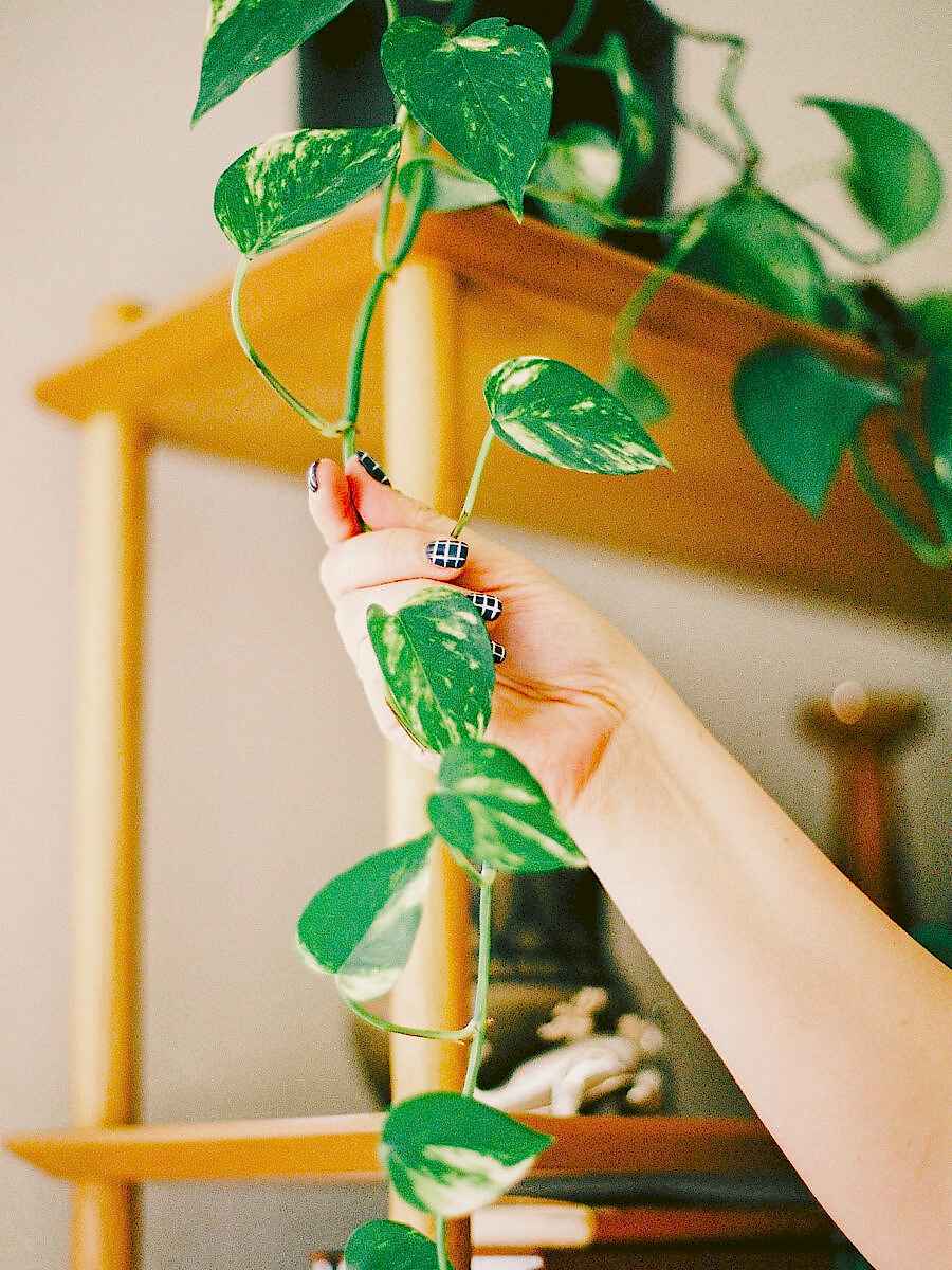 Eclectic-Creative-plants